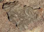 Lepidodendron aculeatum фрагмент коры