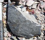 Alethopteris lonchitica 2