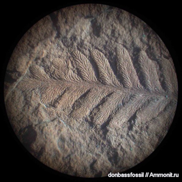 Reticulopteris