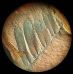 Neuropteris крупно 2