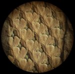 Lepidodendron obovatum