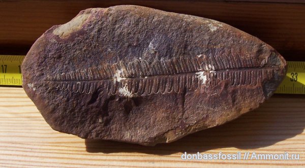 Pecopteris