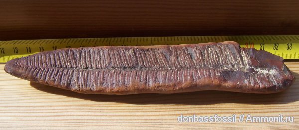 Pecopteris