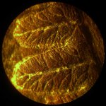 Pecopteris крупно 2