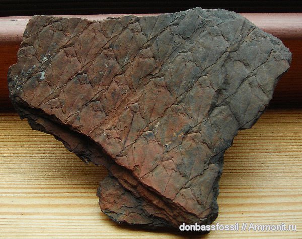 лепидодендрон, Lepidodendron