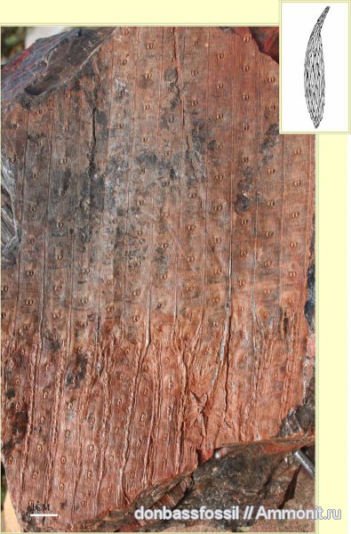 Sigillaria, Sigillaria tessellata