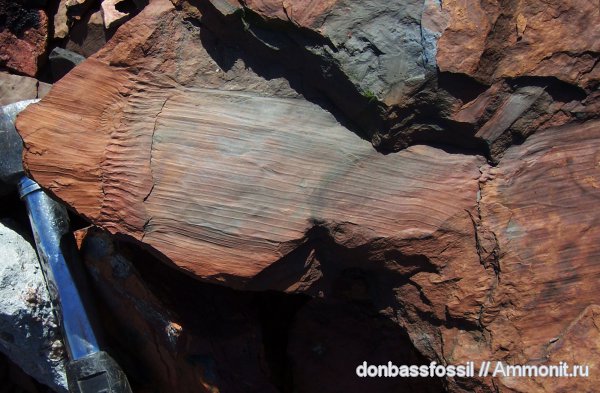 карбон, каламиты, Донецк, Calamites