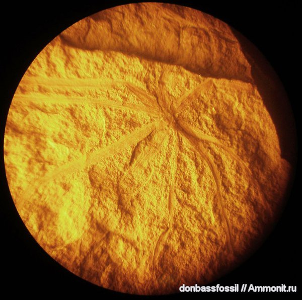 каламиты, Asterophyllites
