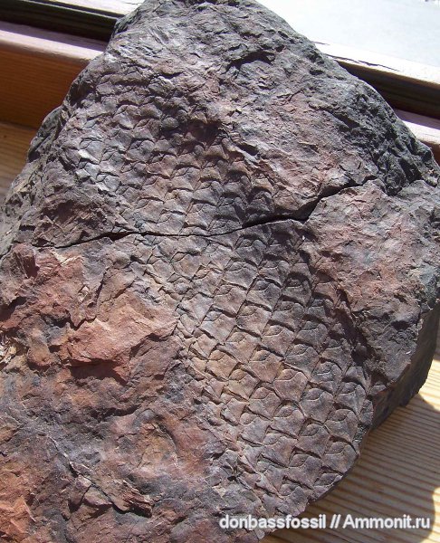 лепидодендрон, Lepidodendron, Lepidodendron mannebachense