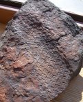 Фрагмент коры Lepidodendron mannebachense