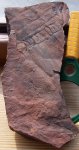 Calamites goepperti