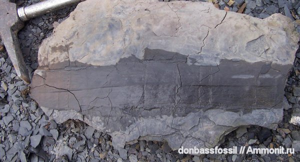 каламиты, Calamites