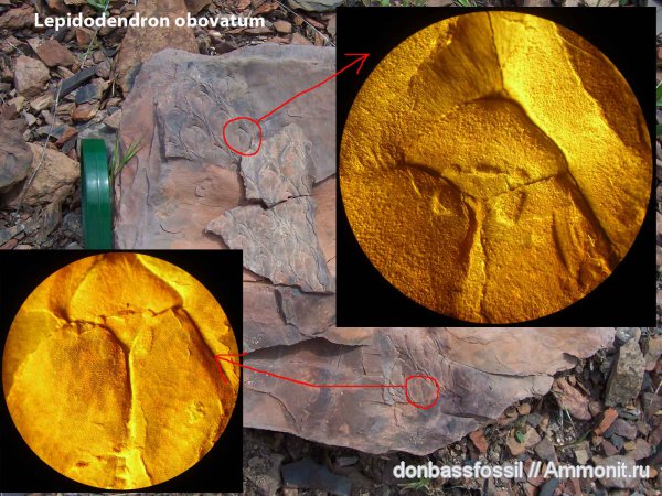 лепидодендрон, Lepidodendron obovatum, Lepidodendron