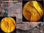 Lepidodendron obovatum - листовой рубец крупно