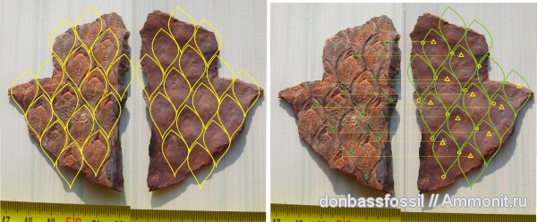 лепидодендрон, Lepidodendron