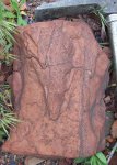 Lepidophloios sp.
