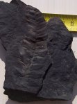 Neuropteris sp.