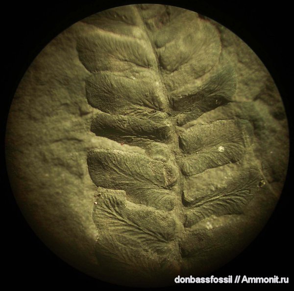 карбон, Донецк, Neuropteris, нейроптерис