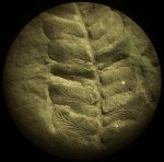 Neuropteris крупно 3