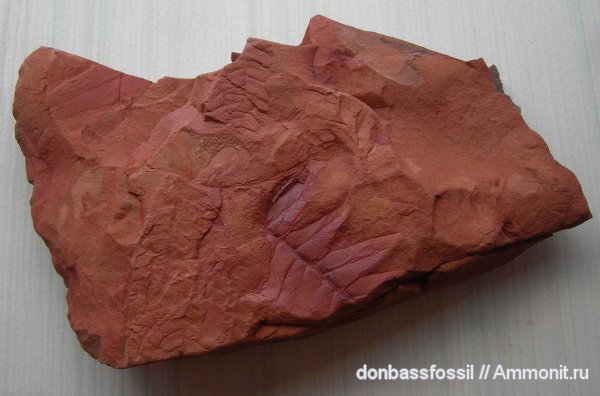 карбон, Донецк, Neuropteris, нейроптерис