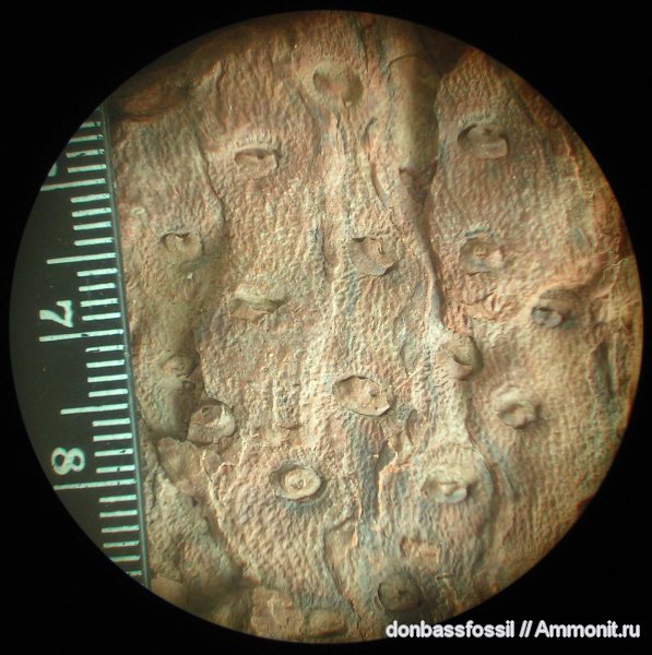 stigmaria, стигмарии, Stigmaria ficoides