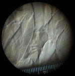 Листья Neuropteris 4