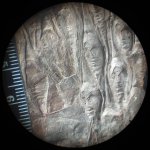 Листовые подушки и листовые рубцы лепидодендрона