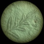 Alethopteris Grandini2