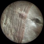 Фрагмент коры Asolanus