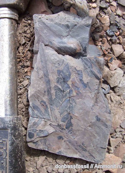 Neuropteris, нейроптерис