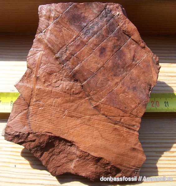 каламиты, Calamites, Calamites schutzeiformis