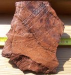 Calamites schutzeiformis