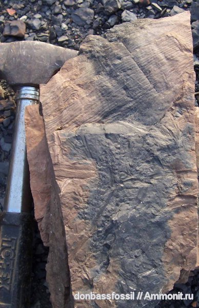 Calamostachys, каламиты, Calamites