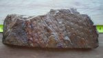 Lepidodendron+Calamites