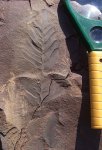 Лист Neuropteris
