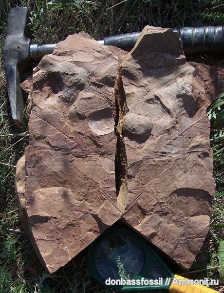 карбон, Донецк, Neuropteris, нейроптерис