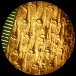 Lepidodendron ophiurus Brongniart