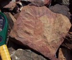 Neuropteris