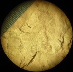 Лист Reticulopteris münsteri