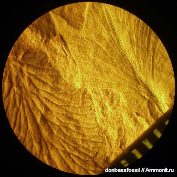 Reticulopteris munsteri