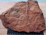 Листья Mariopteris