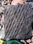 Sigillaria scutellata