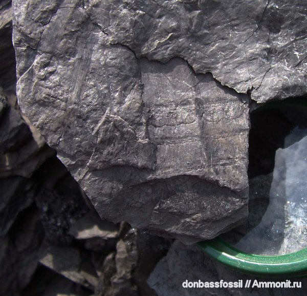 каламиты, Calamites goepperti