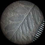 Mariopteris