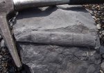 Фрагмент Calamites