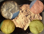 Reticulopteris