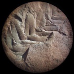 Neuropteris