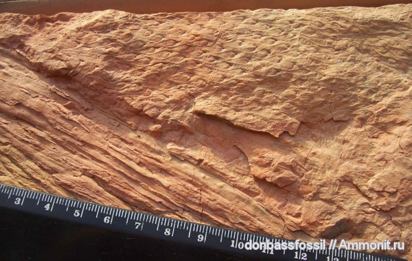 лепидодендрон, Lepidodendron, Lepidodendron wortheni