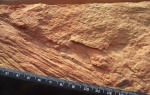 Lepidodendron wortheni