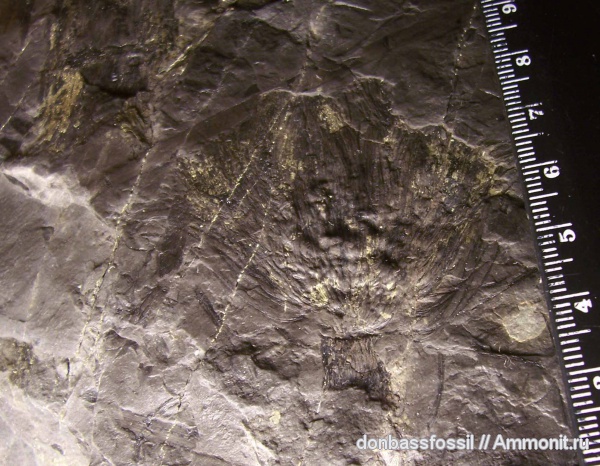 каламиты, Calamites